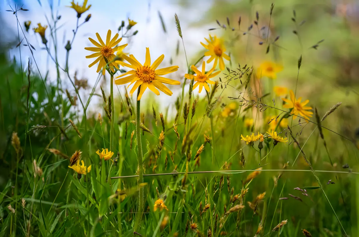 Arnika auf einer Blütenwiese